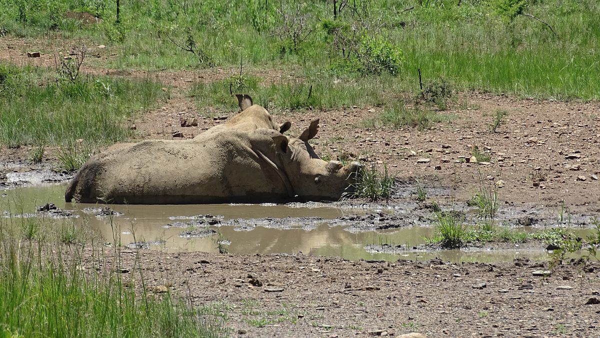 noch ein Nashorn