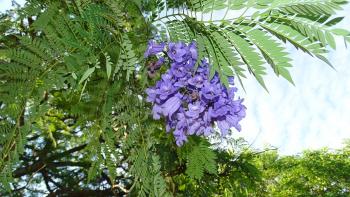 der Jacaranda blüht