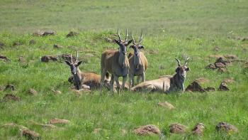 Vryheid Hill