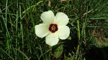 Hibiscus Trionum (Stundenröslein)