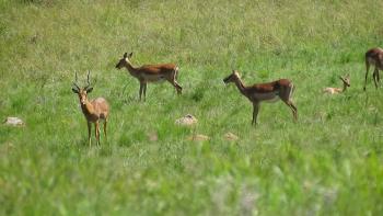 Impalas