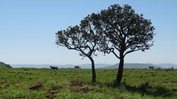 Elands