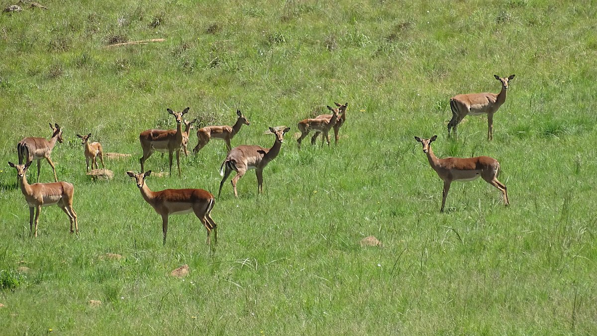 Impalas