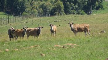 Elands