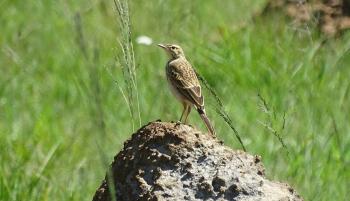 kleiner frecher Vogel