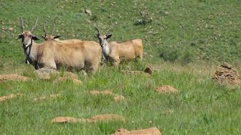 Elands