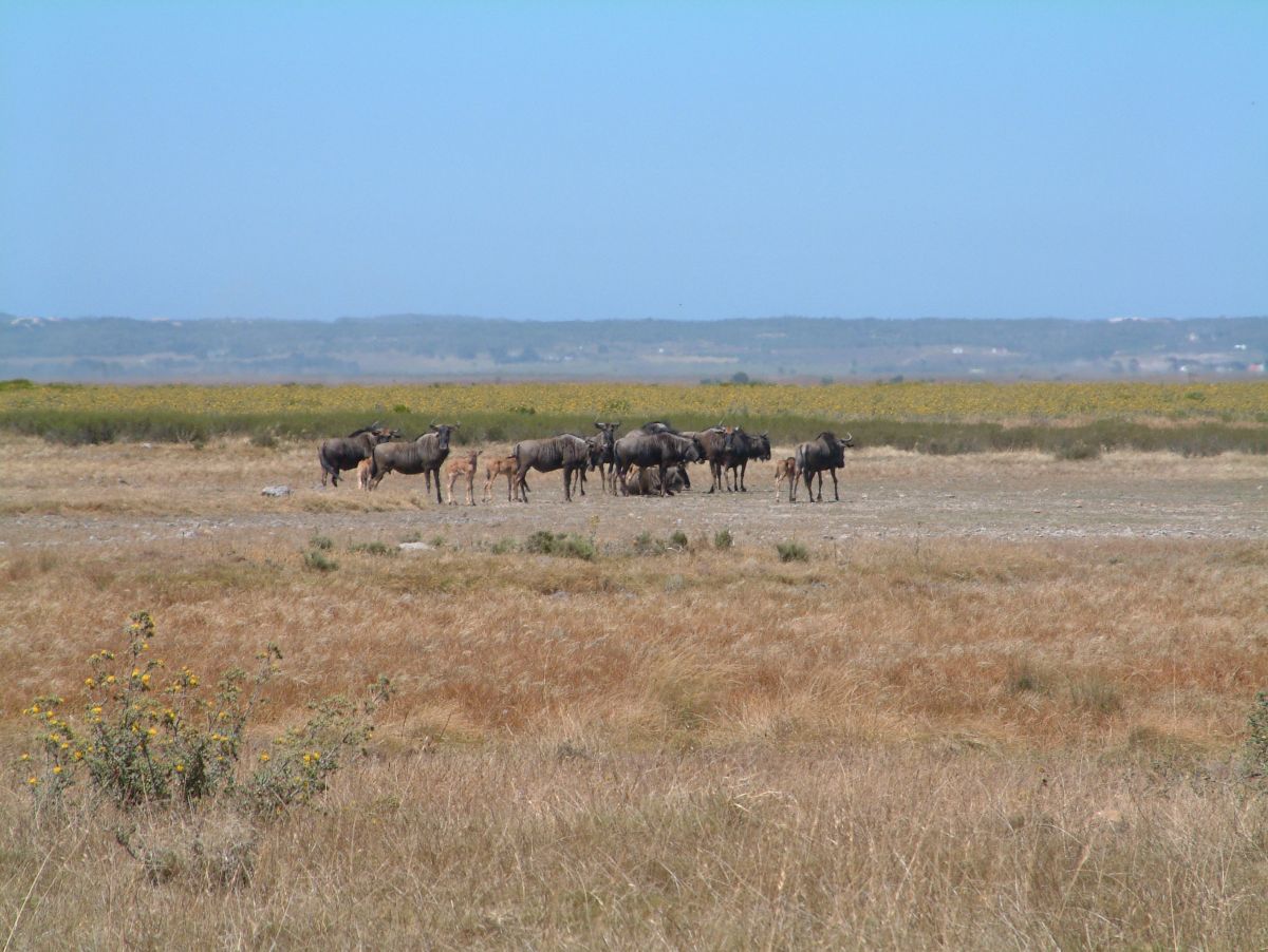 irgenwo in der Steppe tauchen Gnus auf