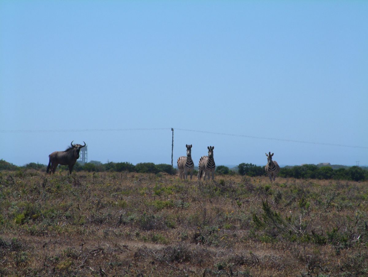 ... und Zebras