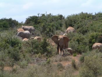 Addo Elephants