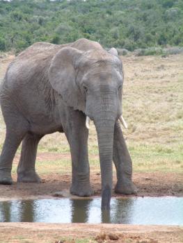 Addo Elephants