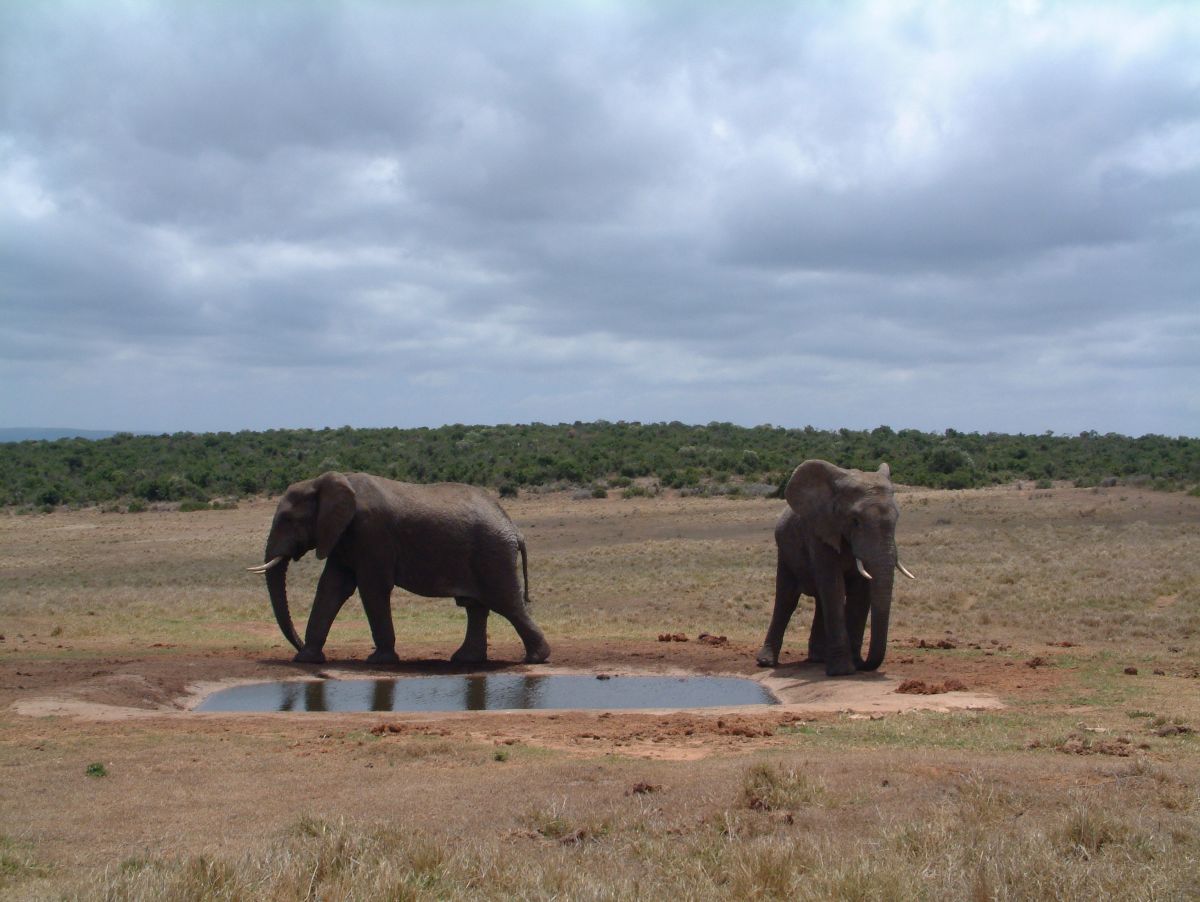 Addo Elephants