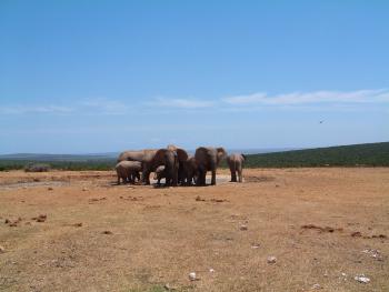 Addo Elephants