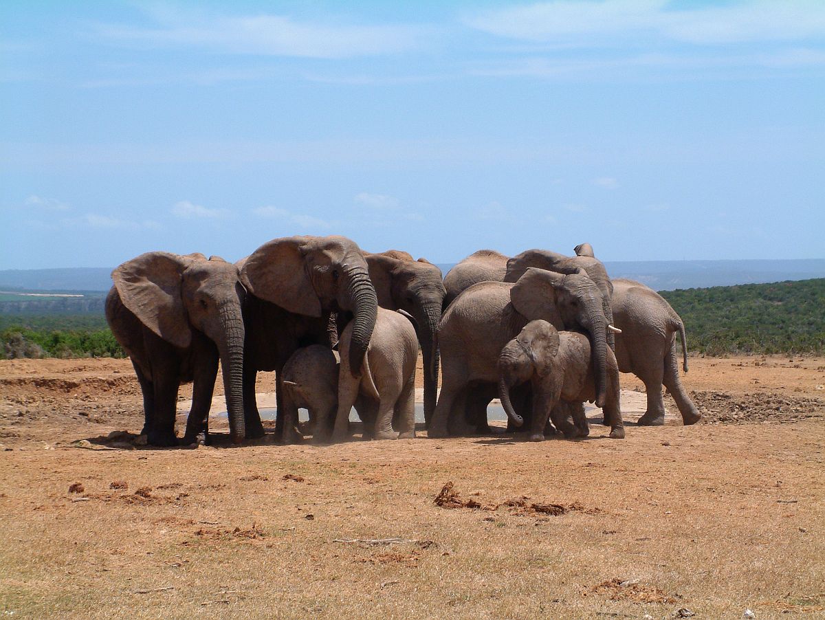 Addo Elephants