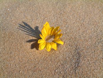 Blümchen von Sand verschüttet