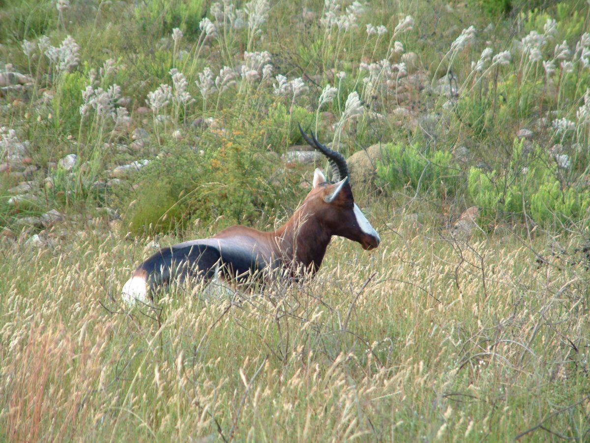 Bontebok-Nationalpark