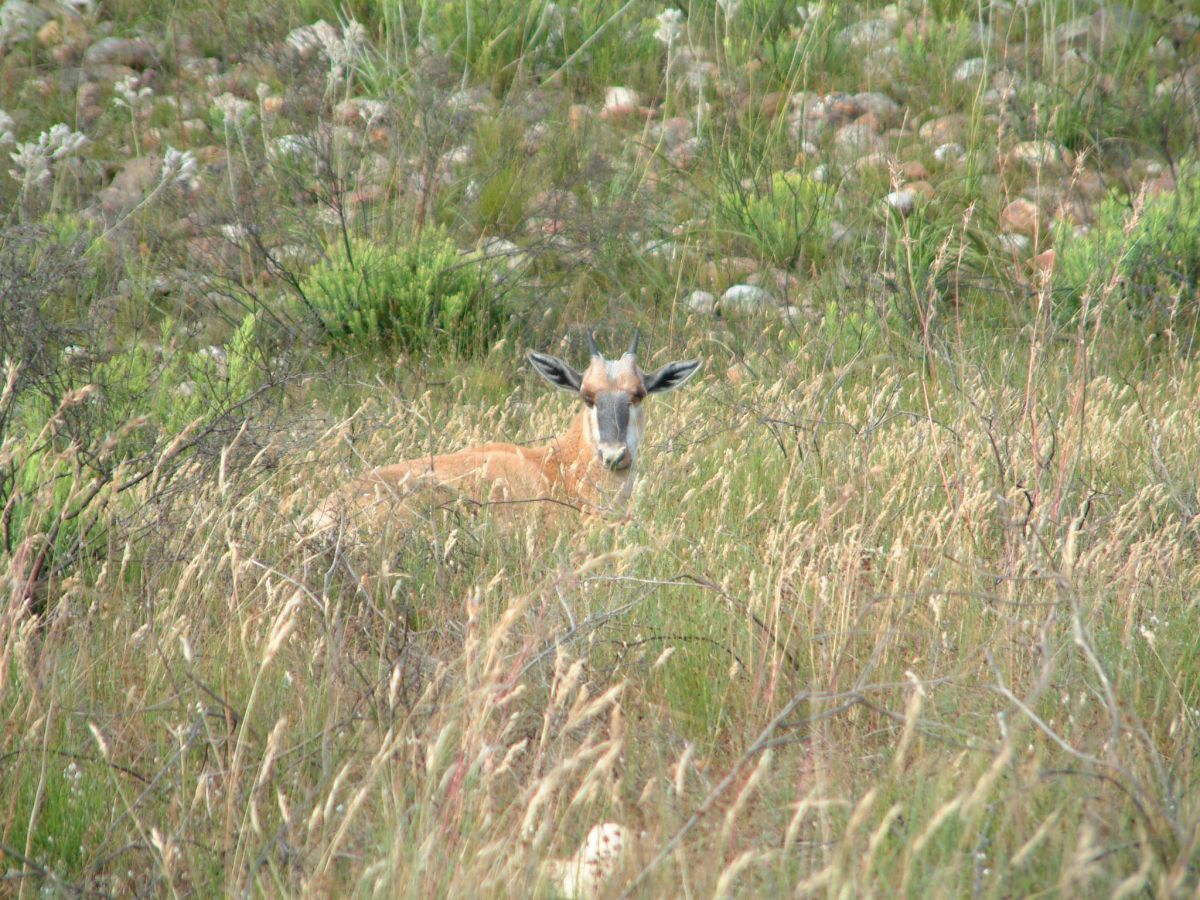 Bontebok-Nationalpark