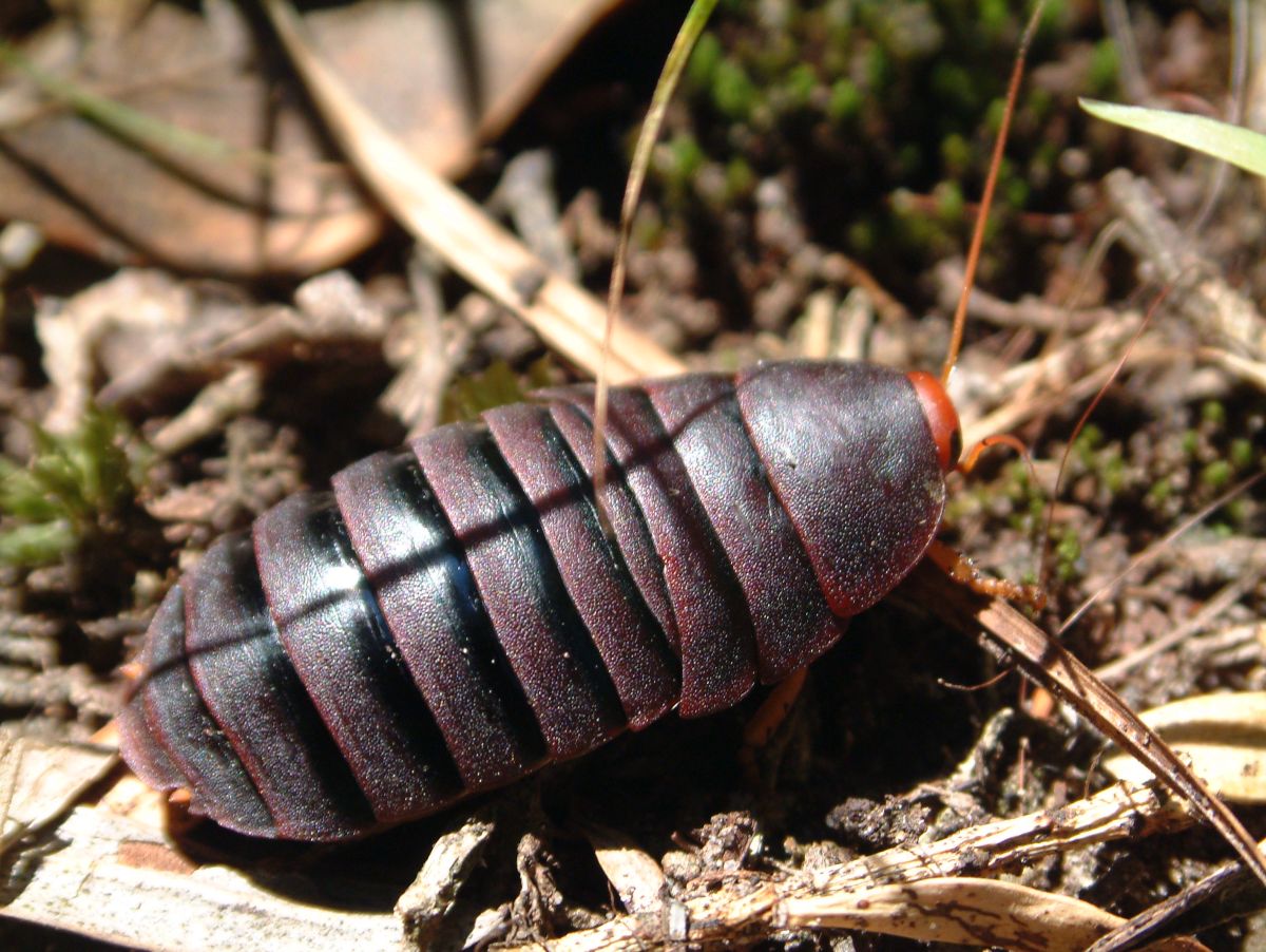 Waldschabe