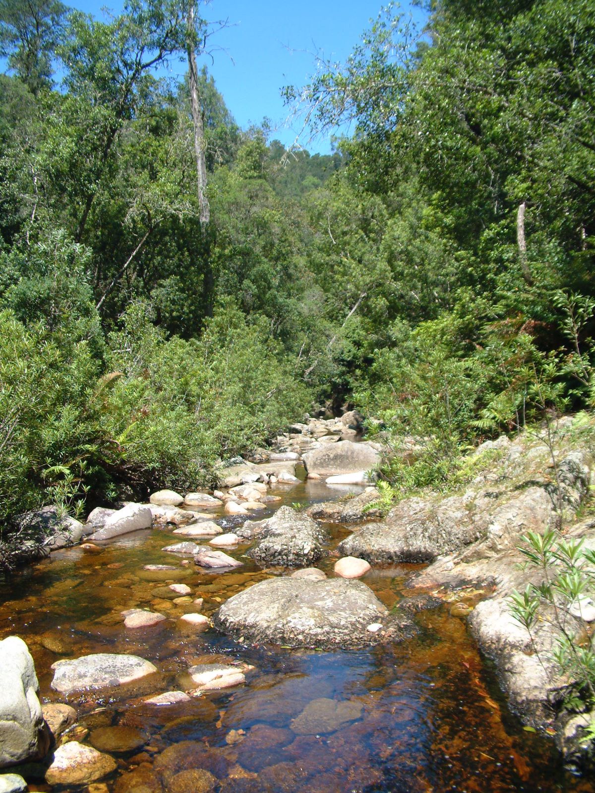 Wandern im The Big Tree & Forest Walk Wilderness