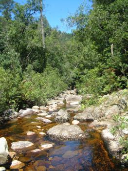 Wandern im The Big Tree & Forest Walk Wilderness