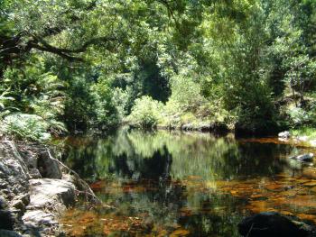 Wandern im The Big Tree & Forest Walk Wilderness