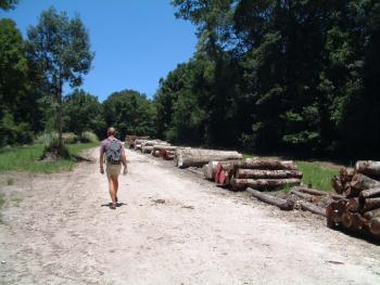 Wandern im The Big Tree & Forest Walk Wilderness