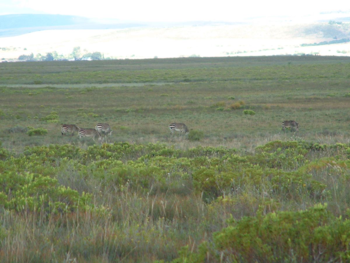 Zebras im Bontebok-Nationalpark