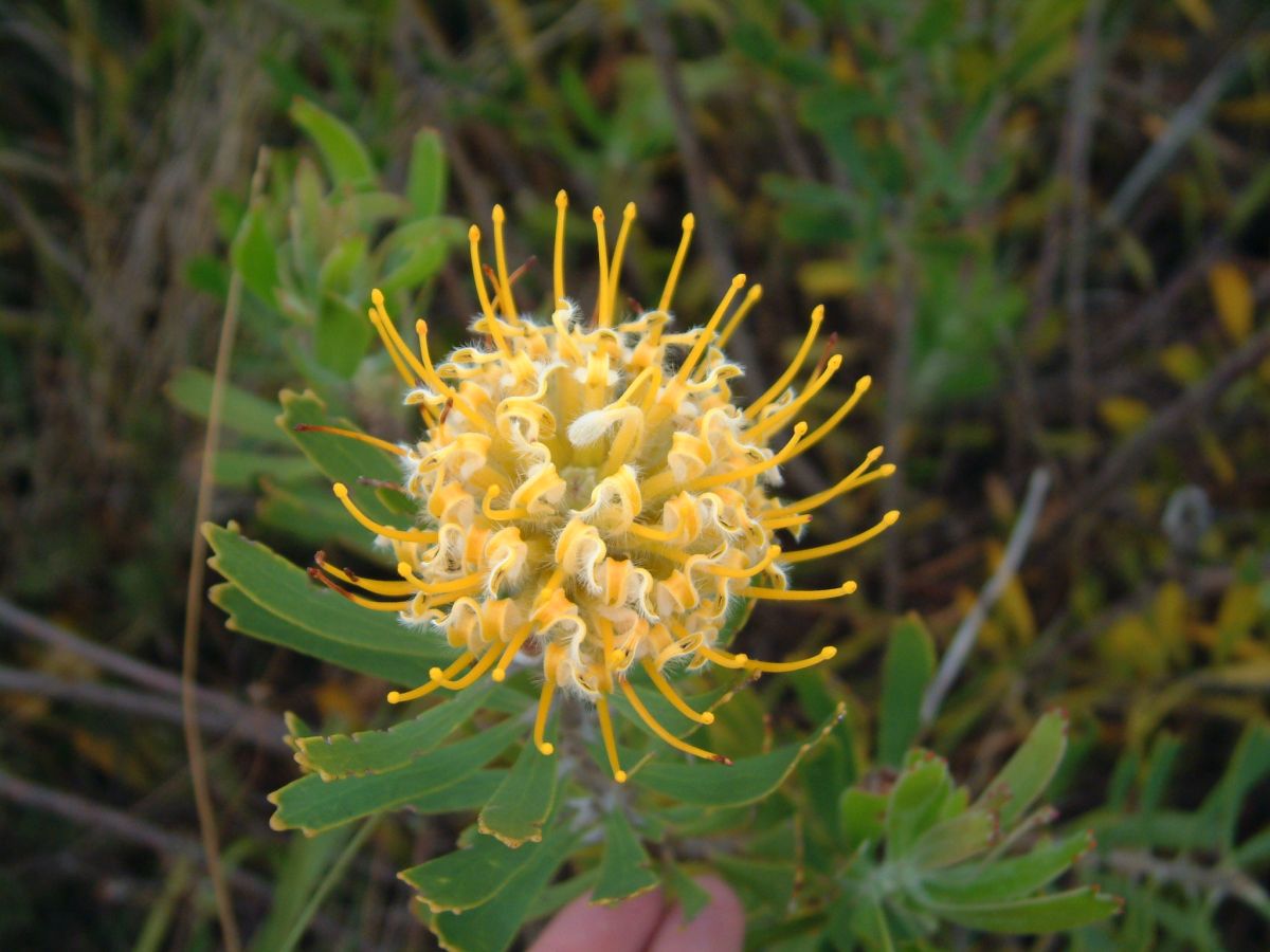 Nationalblume- Protea