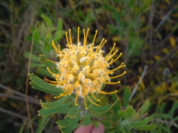 Nationalblume- Protea