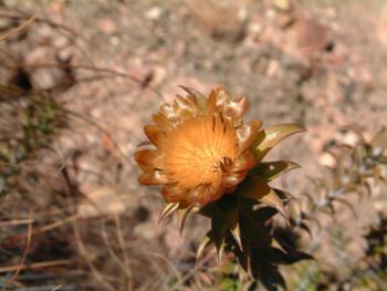 trockenes Blümchen