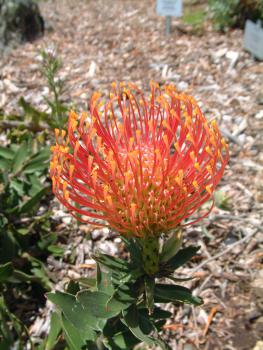 Proteas in den unterschiedlichsten Formen