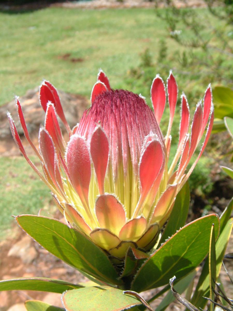 Protea