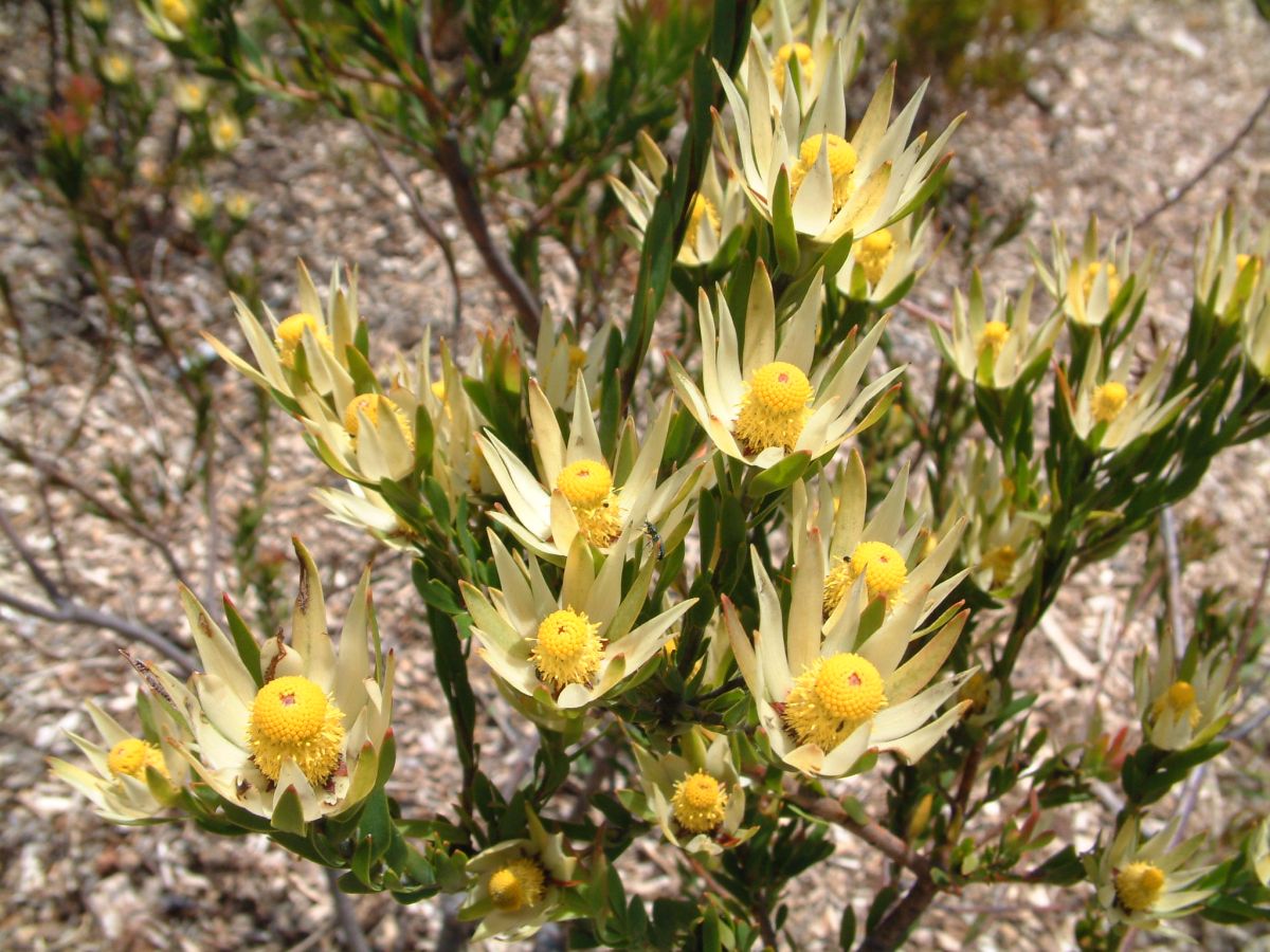 auch eine Protea ???