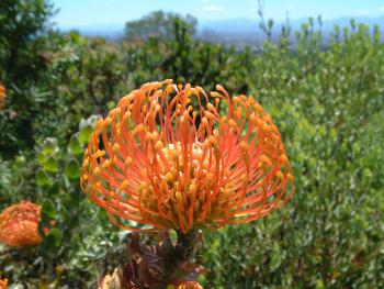 Protea