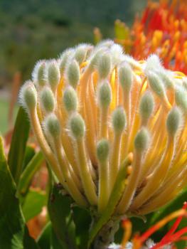 Protea