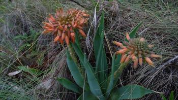 Grass aloe (Aloe boylei)