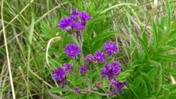 Frühsommer, alles blüht - Scheinaster (Vernonia hirsuta)