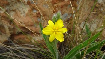 Hypoxis Rigidula