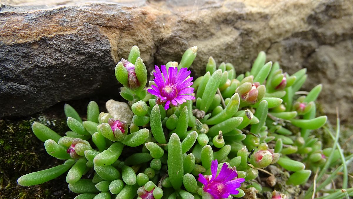 Mittagsblume (Delosperma lydenbergense?)