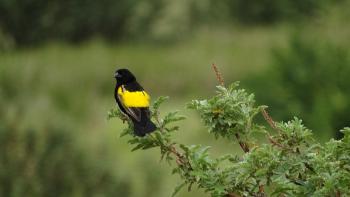 Samtwida, yellow bishop, (Euplectes capensis)