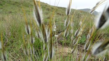 Gras im Gegenlicht