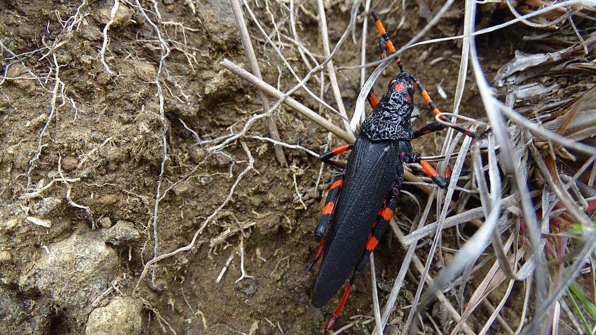 hübscher Heuschreck (Maura rubroornata)