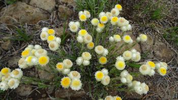 kleine Strohblumen