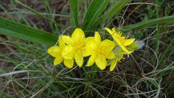 Hypoxis Rigidula