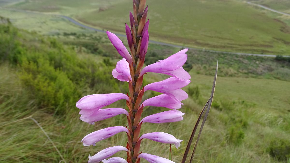 Natal Watsonia