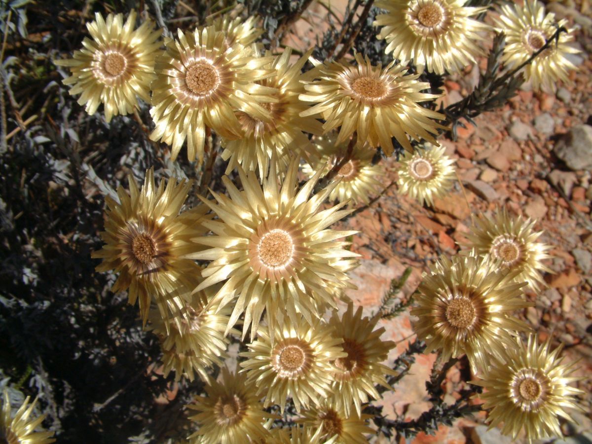 Trockenblumen