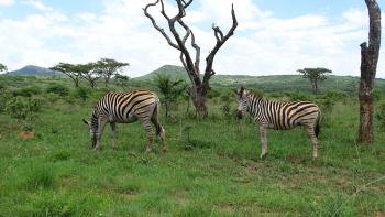 Zebras im Spioenkop Nature Reserve
