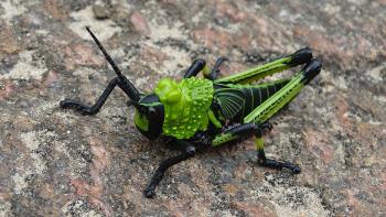 perfekter Heuschreck (Green Milkweed locust nymph)