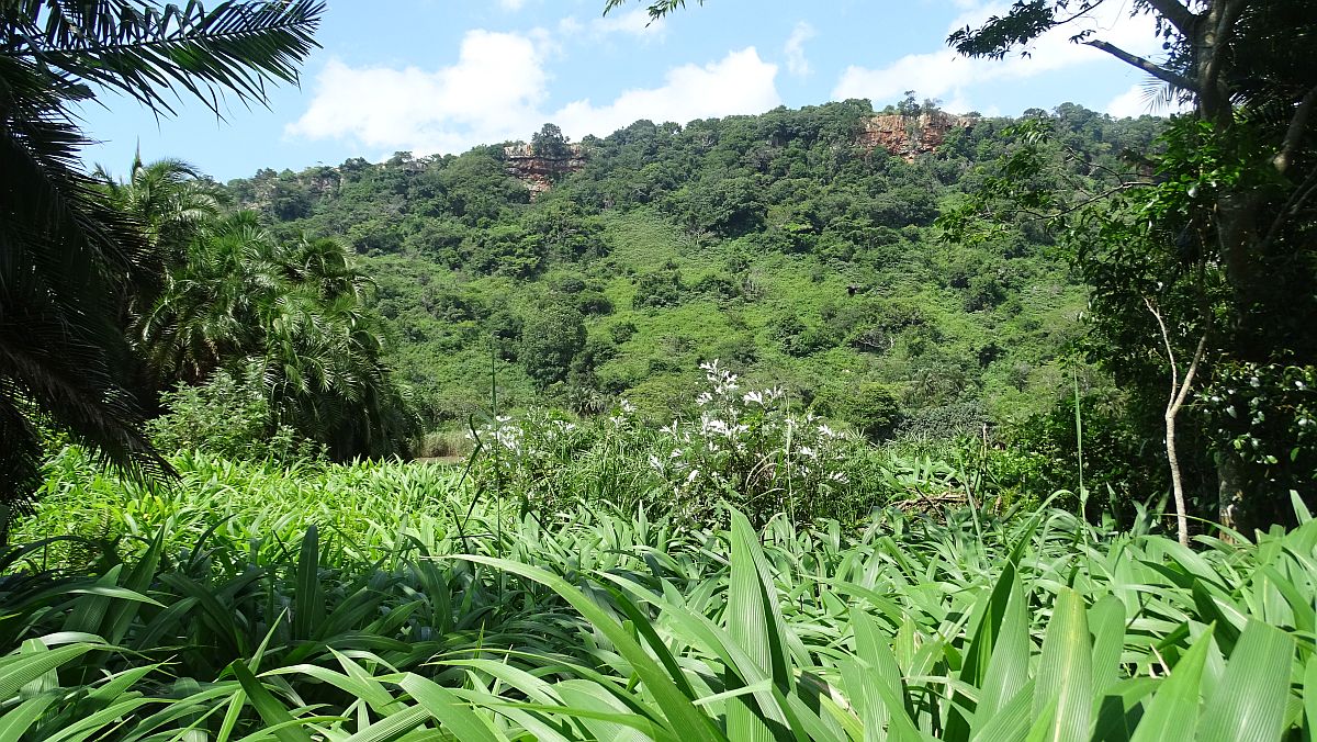 die Wanderung beginnt im grünen Tal des Mtamvuna River