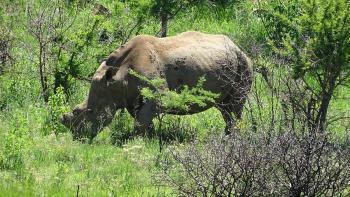 erstes Nashorn ohne Horn