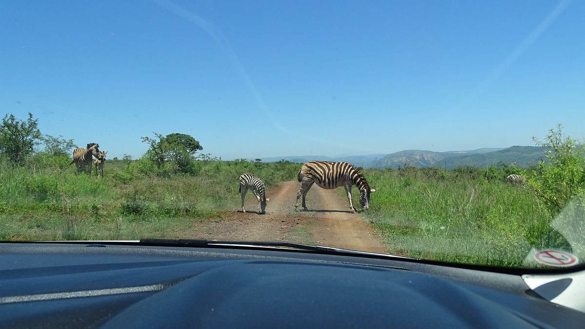 zwei Zebras geben die Straße nur widerwillig frei
